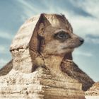 Ägypten der Sphynx - man hat die Nase gefunden