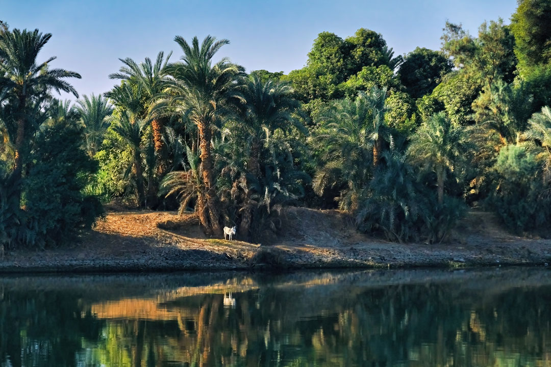 Ägypten, Esel am Nilufer