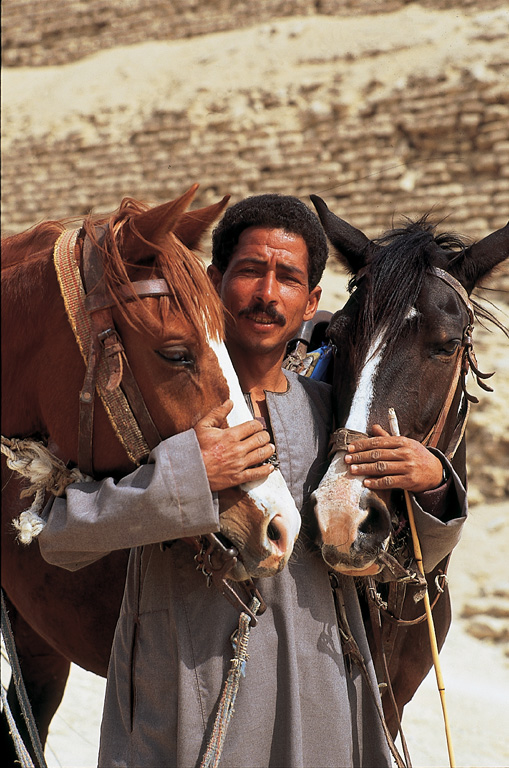 Ägypter lieben Pferde - vor Sakara