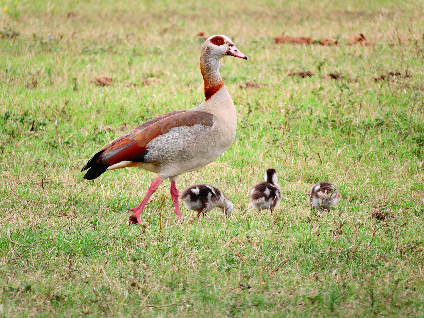 Aegyption goose with babies