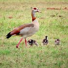 Aegyption goose with babies