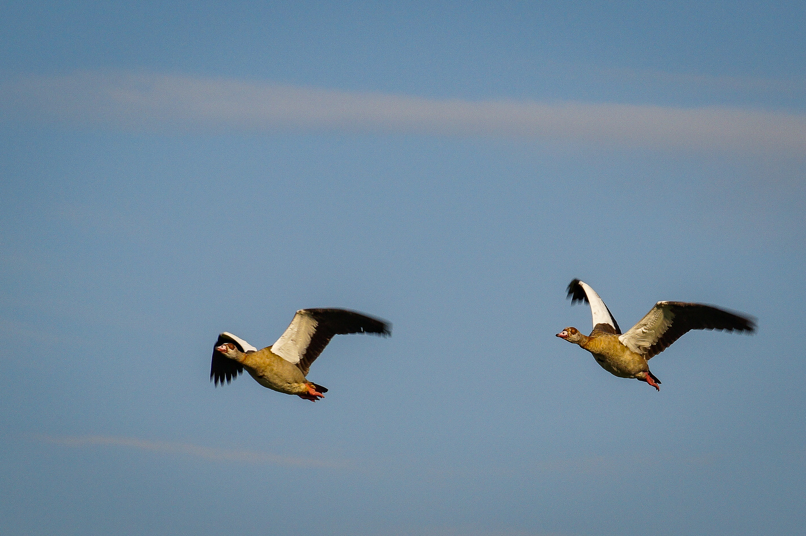 Ägyptische Gänse im Flug