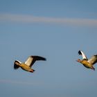 Ägyptische Gänse im Flug