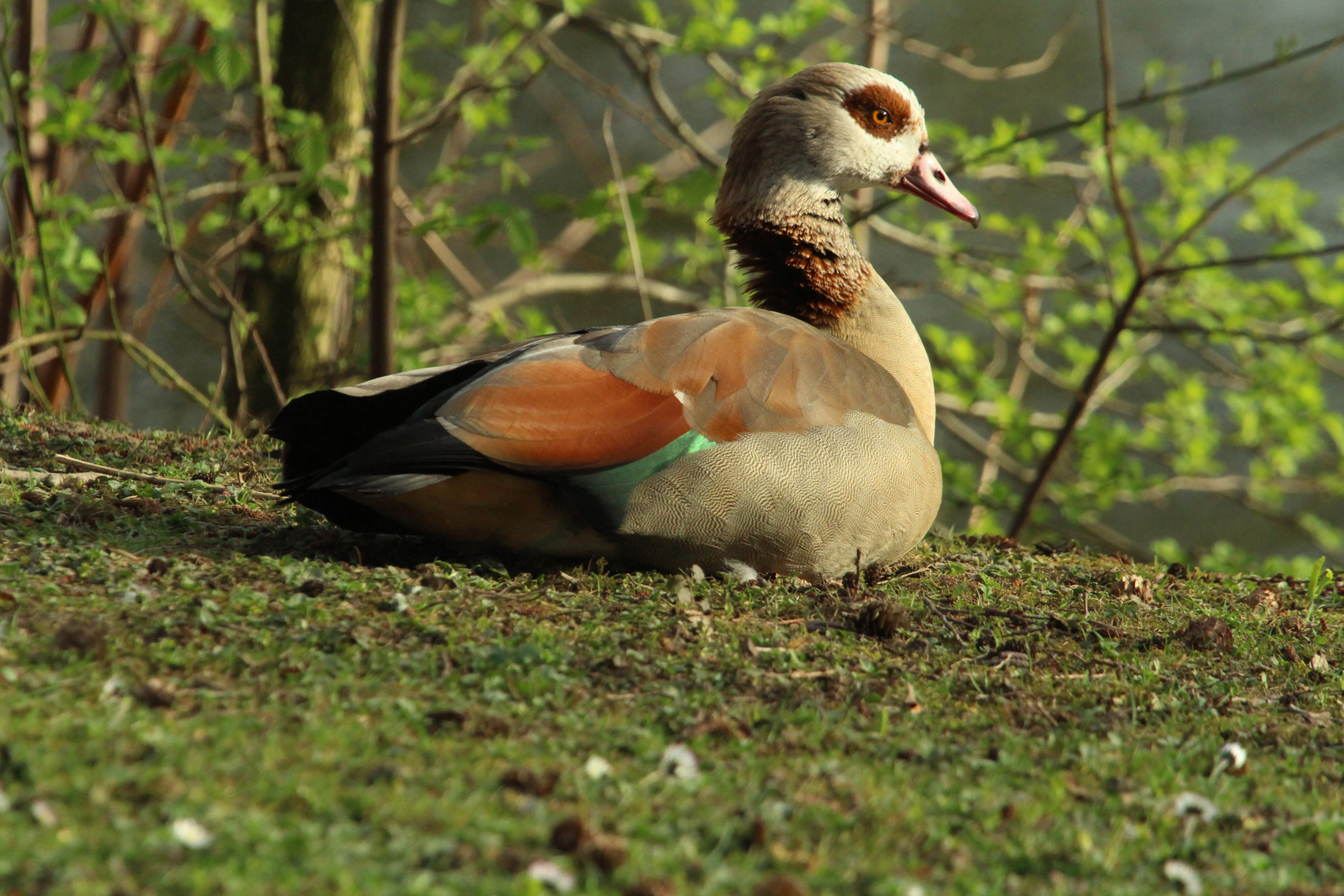 Ägyptische Gans