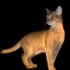 Ägyptische Katze - lebendig!