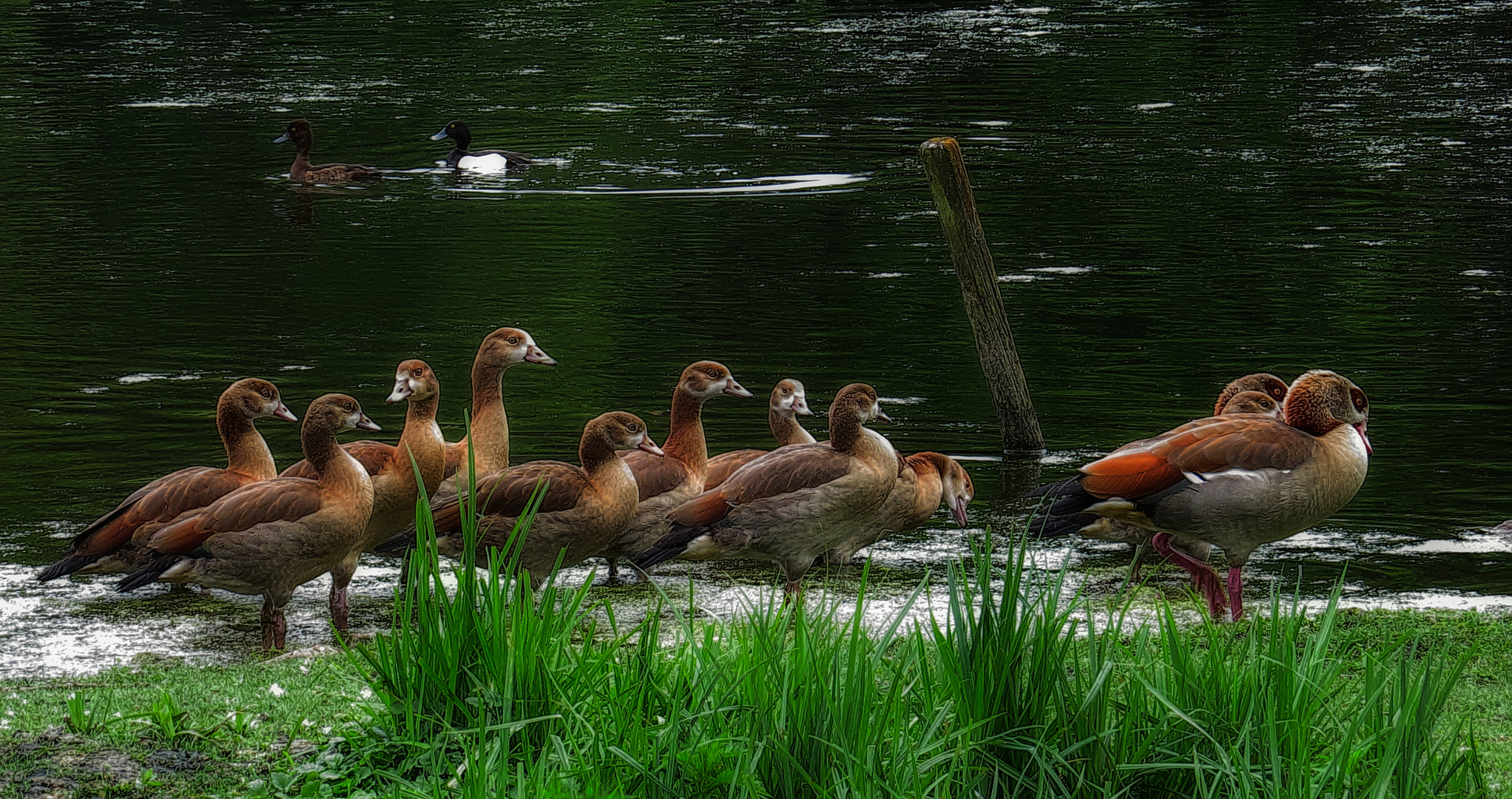 Ägyptische Nilgänse ...