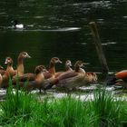 Ägyptische Nilgänse ...