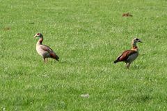 Ägyptische Nilgänse (Alapochen aegypticus)