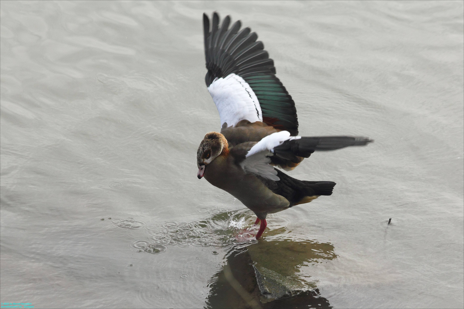 Ägyptische Nilgans