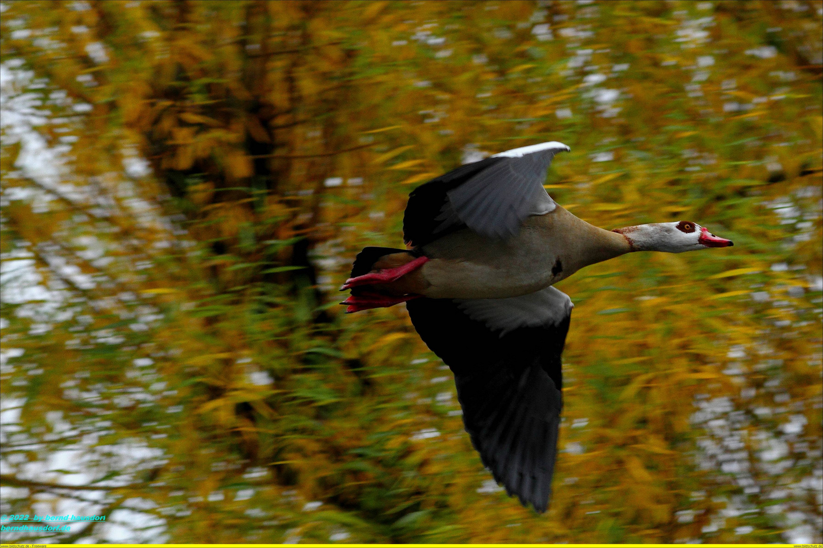 Ägyptische Nilgans