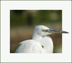 Ägyptische Reiher.