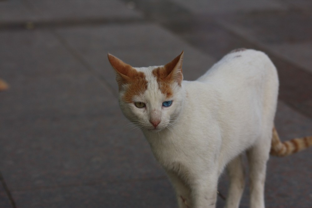 Ägyptische Streunerkatze