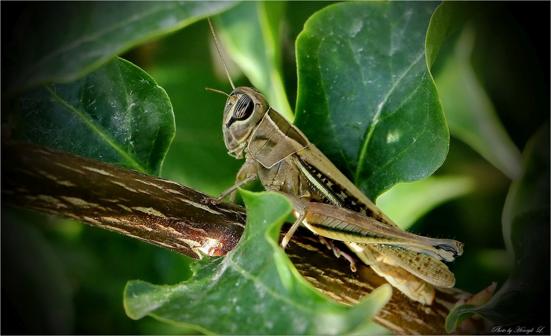 Ägyptische Wanderheuschrecke