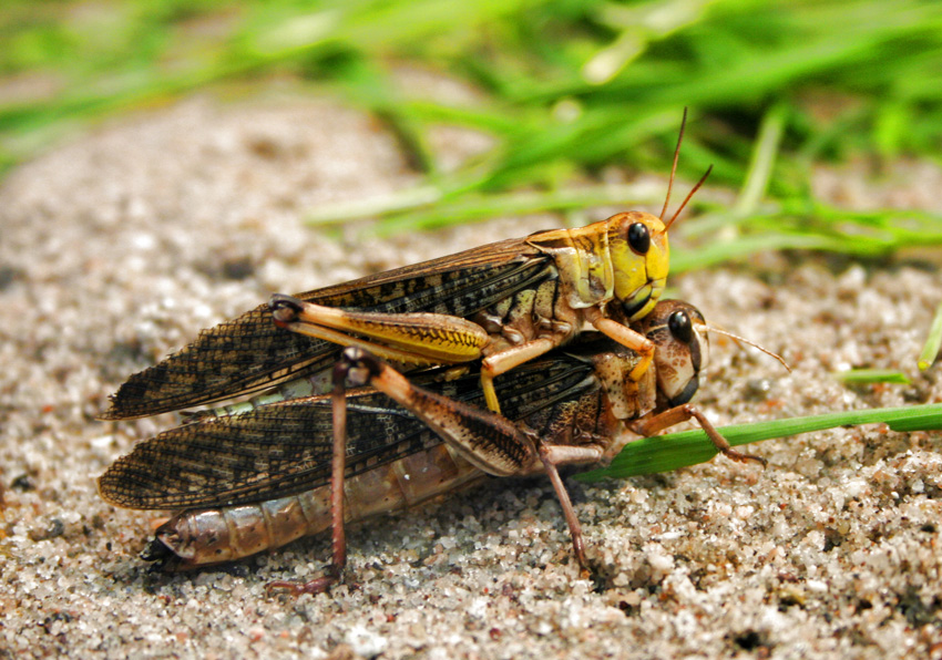 Ägyptische Wanderheuschrecke