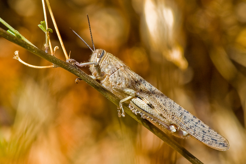 Ägyptische Wanderheuschrecke (Anacridium aegypticum) - reload