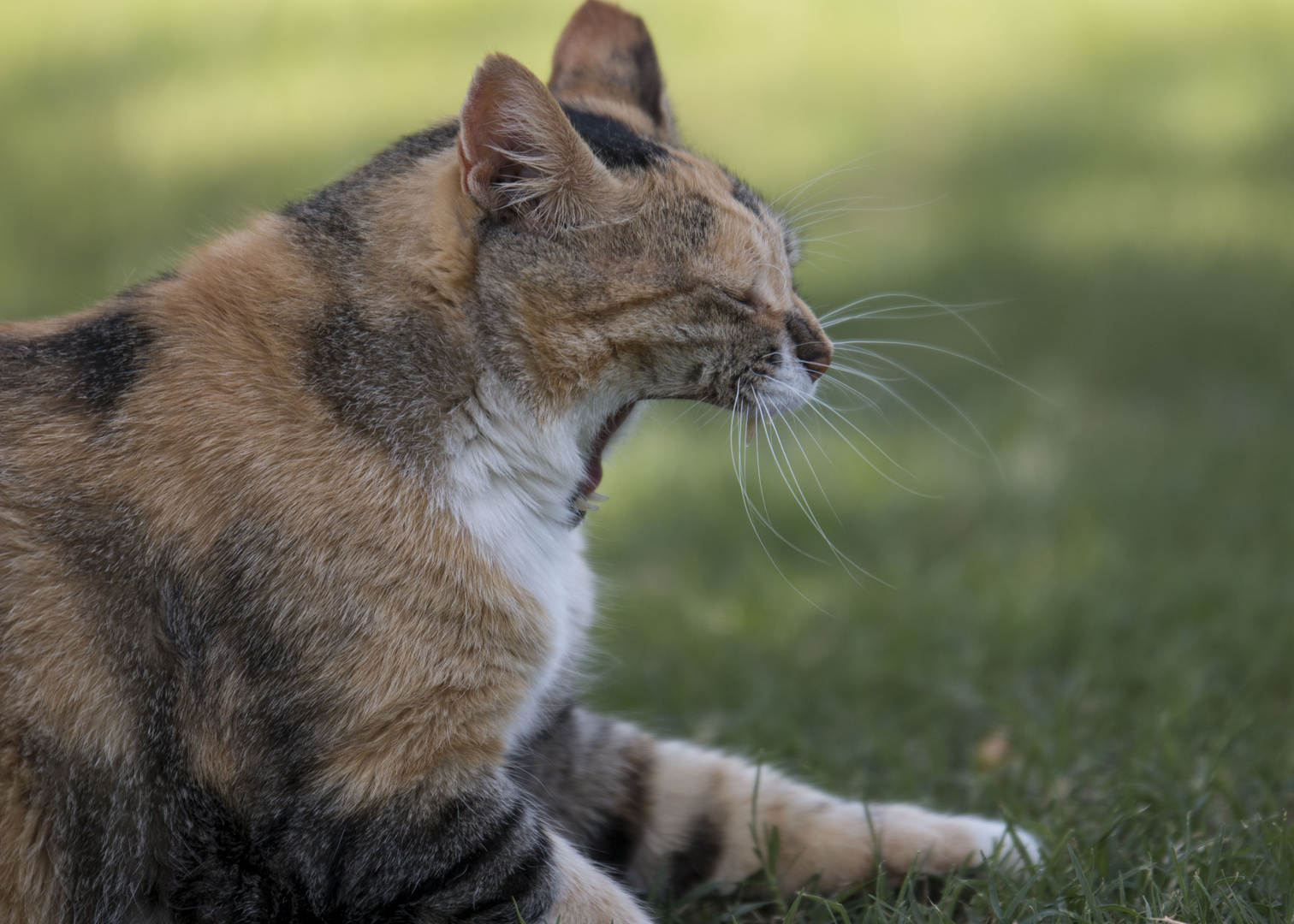 Ägyptischer Stubentiger