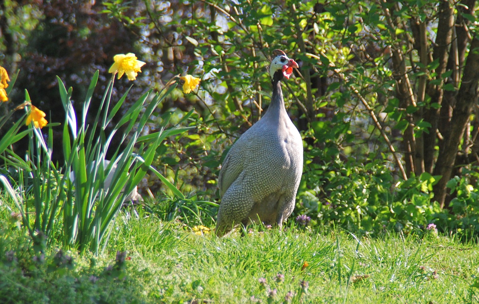 -Ägyptisches Perlhuhn-