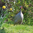 -Ägyptisches Perlhuhn-