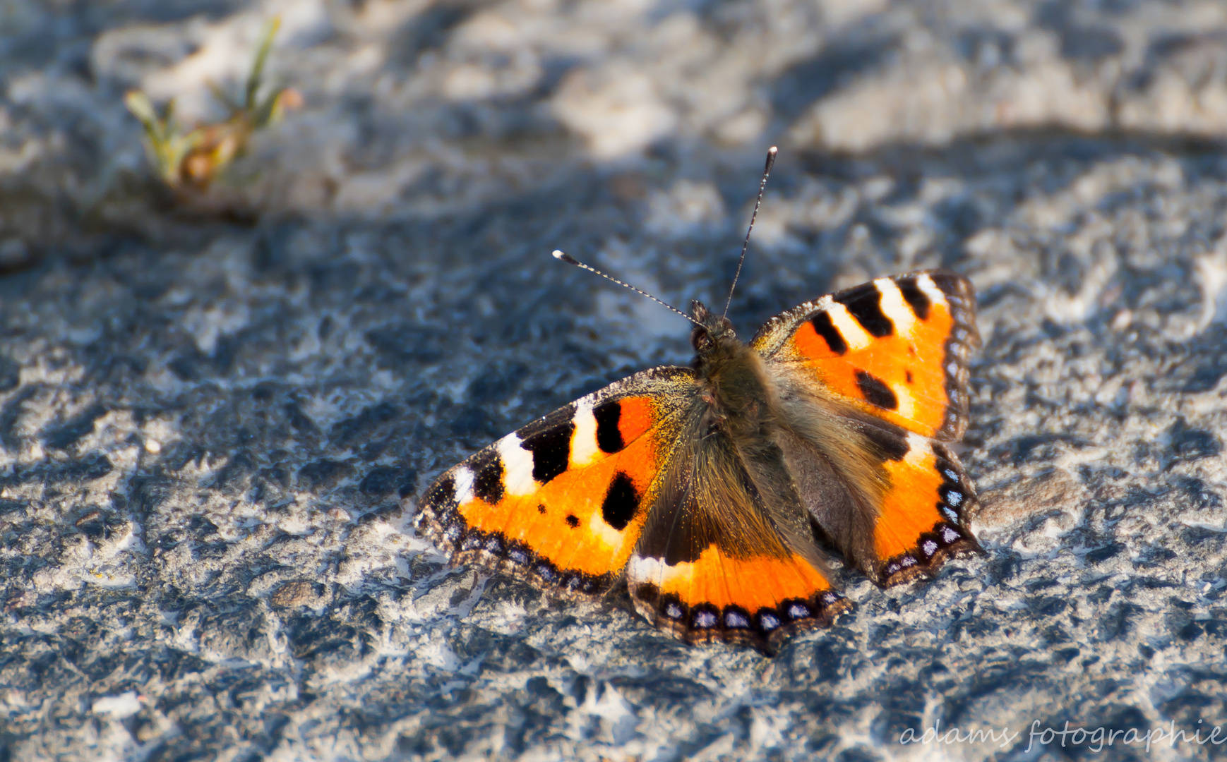 Äh, äh, de Schmettergage! Schmetterling beim Sonnenbad