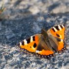 Äh, äh, de Schmettergage! Schmetterling beim Sonnenbad