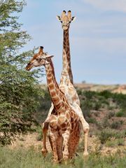Äh - ja - ach weißt du...