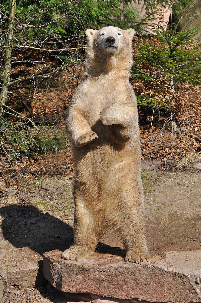 Ähmmm, hallo????..........