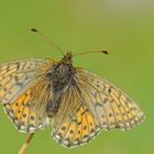 Ähnlicher Perlmuttfalter Boloria napaea