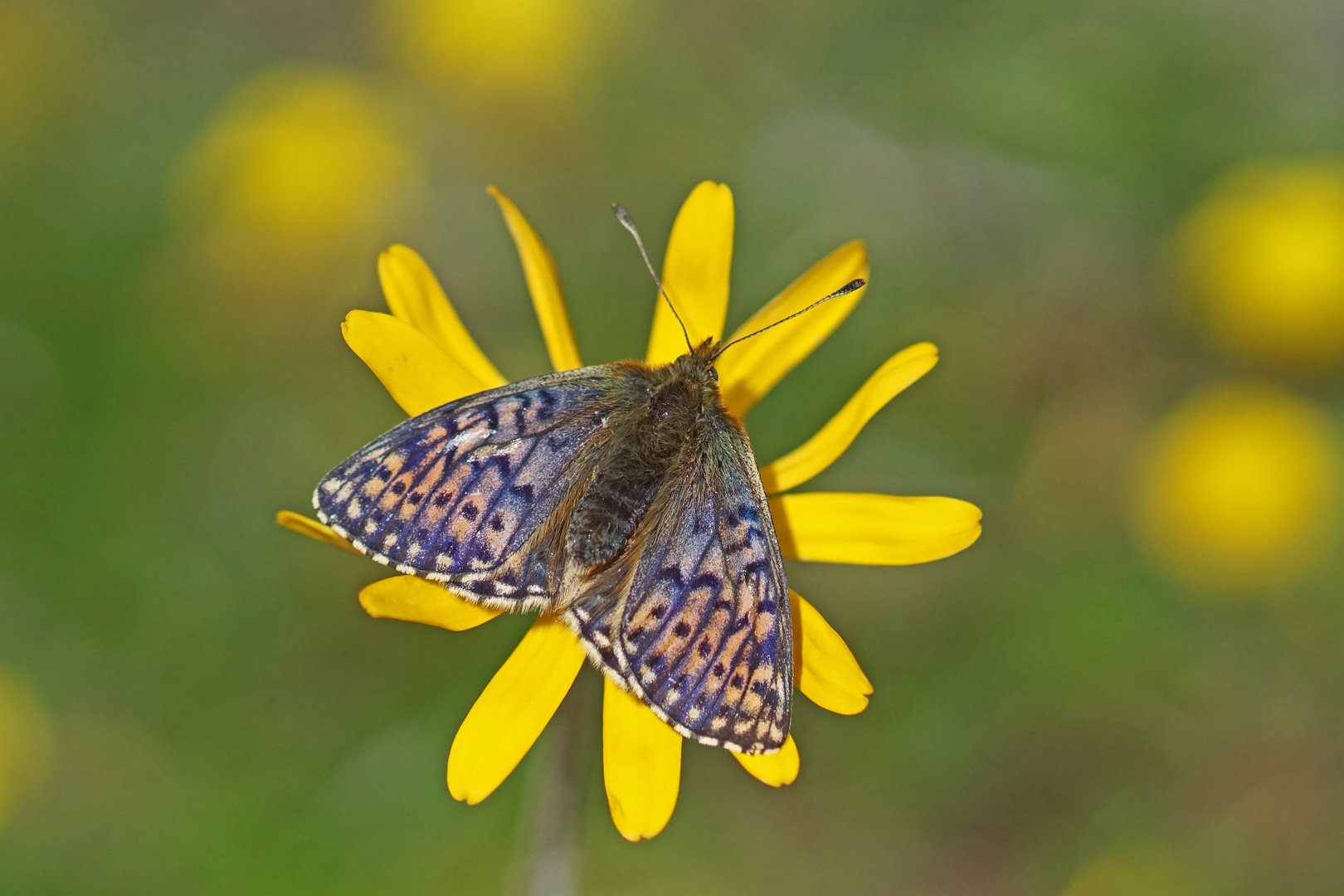 Ähnlicher Perlmuttfalter (Boloria napaea), Weibchen