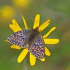 Ähnlicher Perlmuttfalter (Boloria napaea), Weibchen