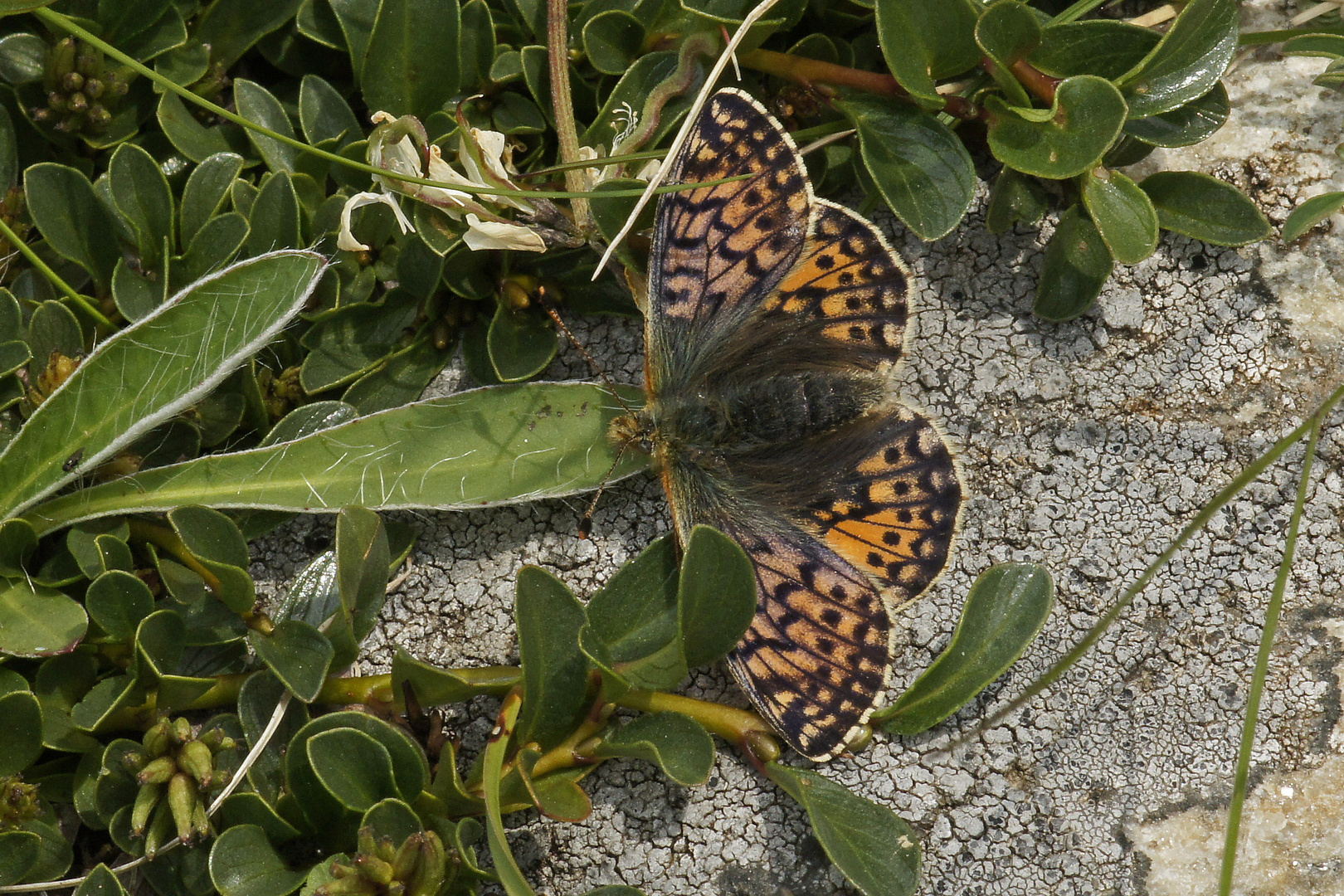 Ähnlicher Perlmuttfalter (Boloria napaea), Weibchen