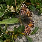 Ähnlicher Perlmuttfalter (Boloria napaea), Weibchen