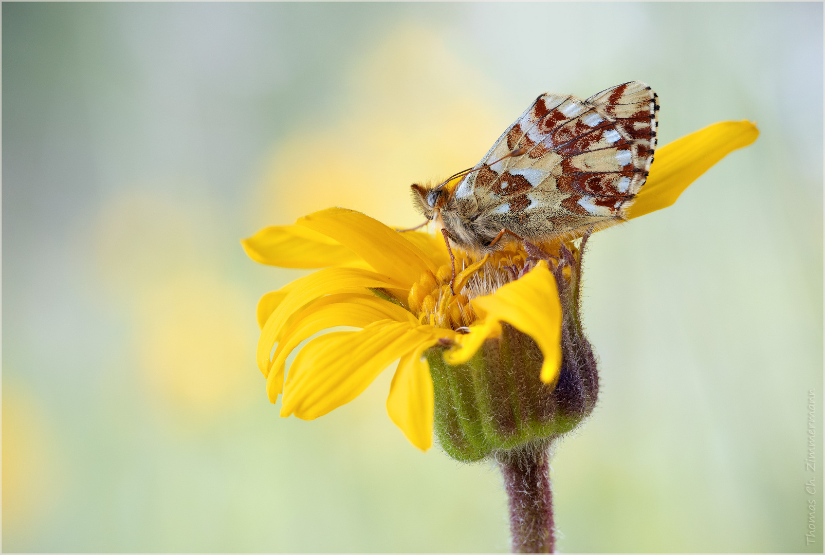 Ähnlicher Perlmuttfalter