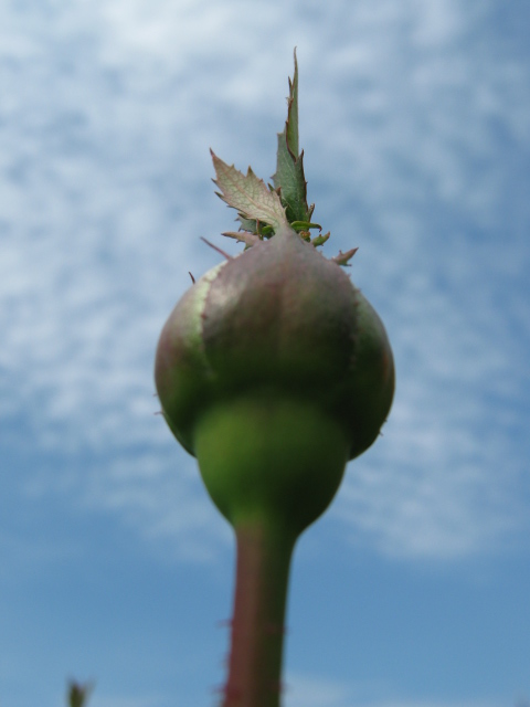 Ähnlichkeit mit Berliner Fernsehturm