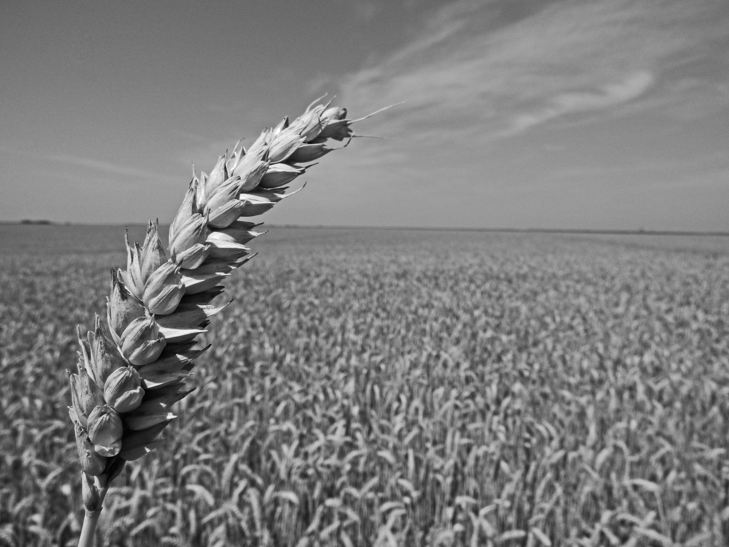 Ähre im Feld