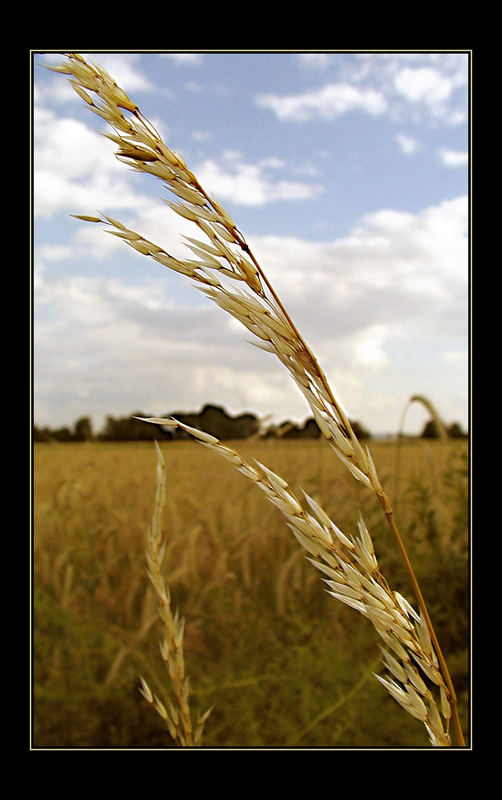 Ähre im Herbst