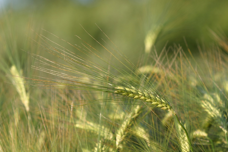 Ähre im Kornfeld