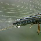 Ähre im Regen