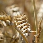 Ähre im sommerlichen Mergelland