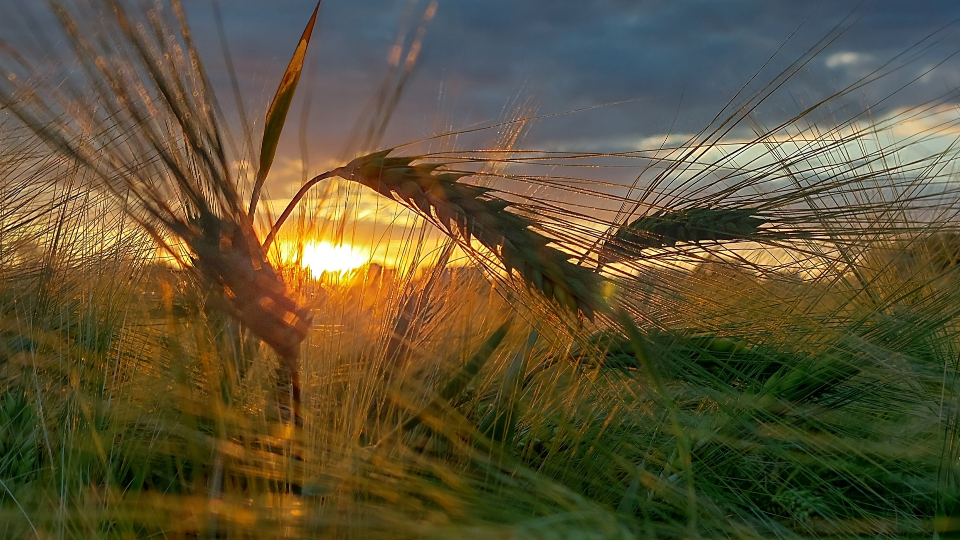 Ähre im Sonnenuntergang 