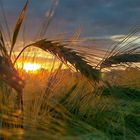 Ähre im Sonnenuntergang 