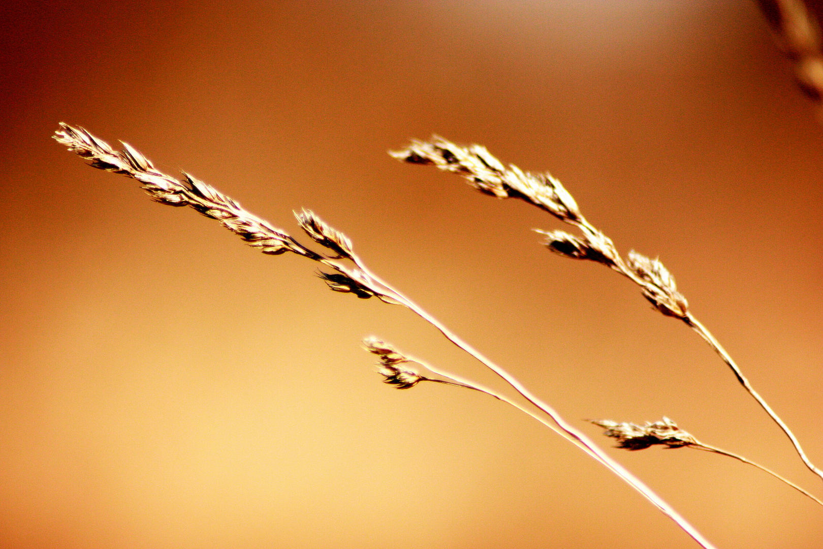 Ähre im Wind