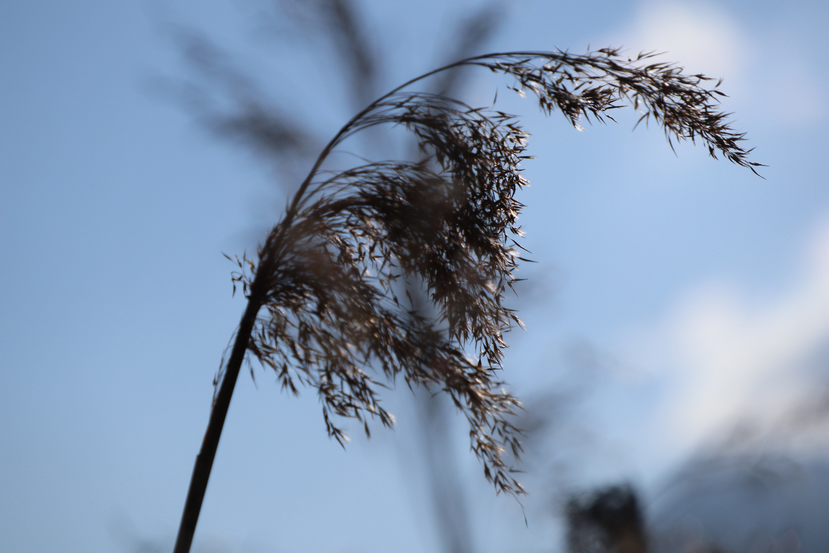 Ähre im Wind