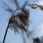 Ähre im Wind