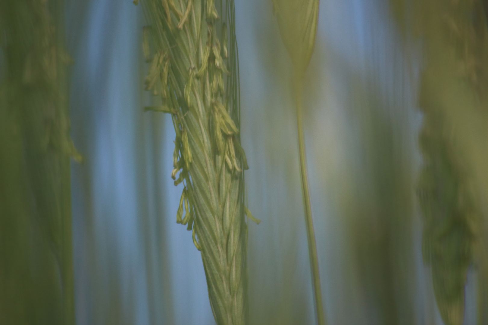 Ähre Makro