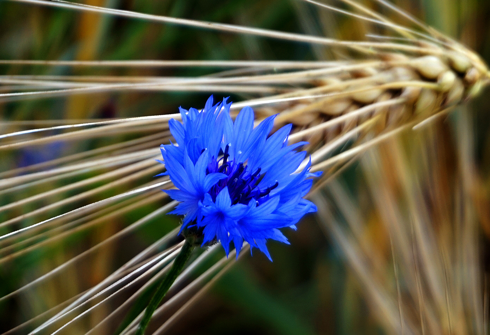 Ähre und Kornblume