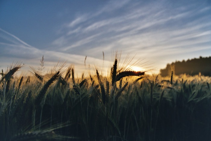 Ähre vor Sonnenaufgang