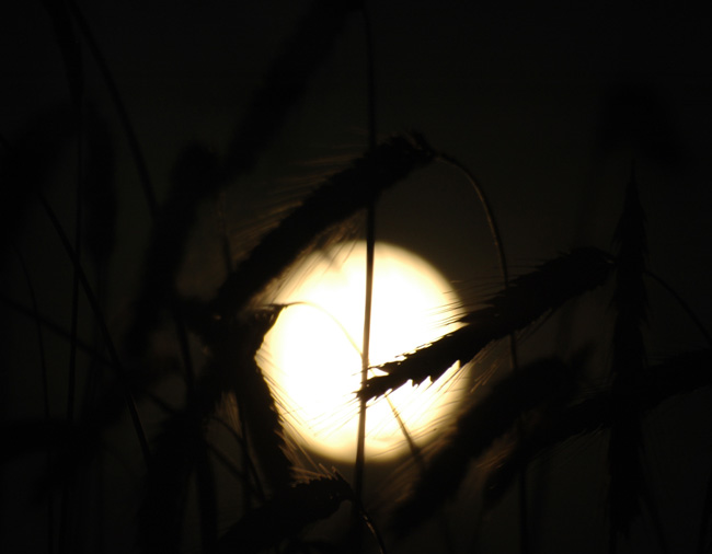 Ähren bei Nacht...