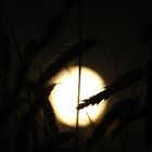 Ähren bei Nacht...