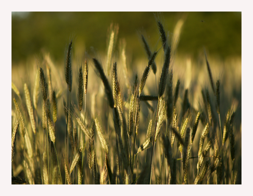 Ähren im Abendlicht