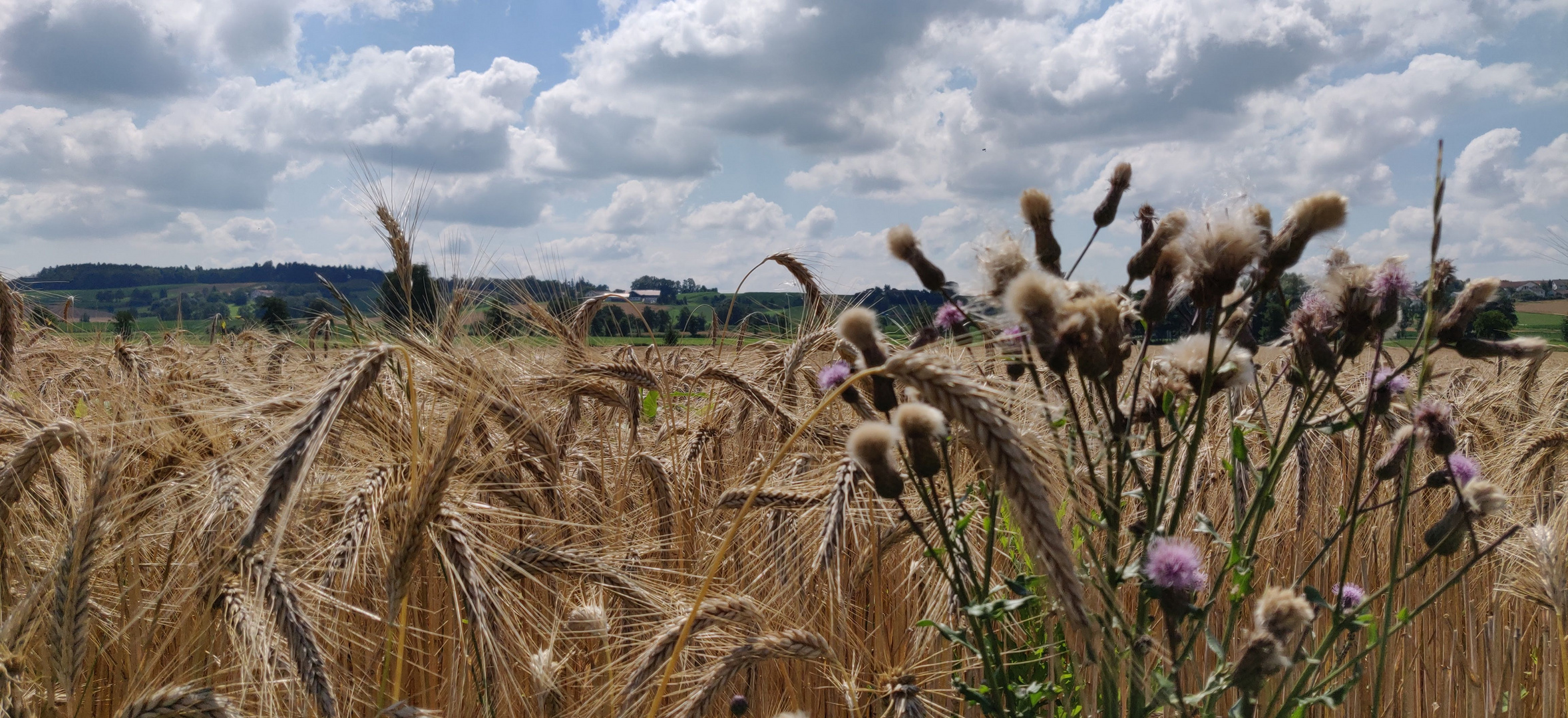 Ähren im Feld bei Dorfen